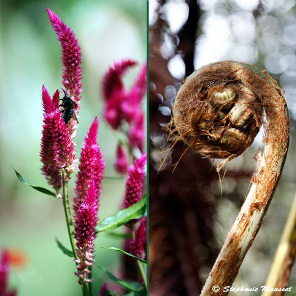 Fushia flowers and fern in Hawaii