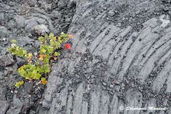 Kilauea lava