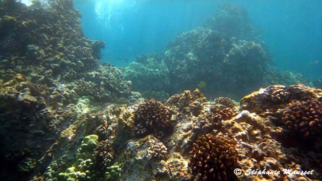 Underwater coral reef in Hawaii