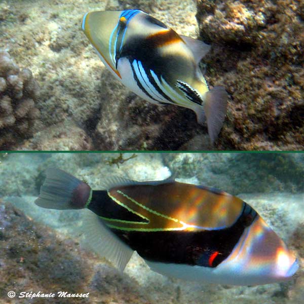 Picasso and Reef triggerfish in hawaiian waters