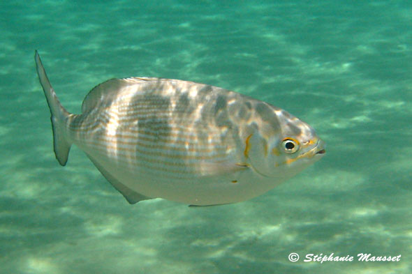 Lowfin chub in hawaiian waters