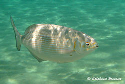 underwater hawaii