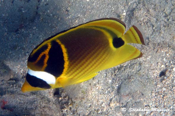 raccoon butterflyfish in hawaiian waters