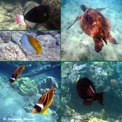 ornate wrasse