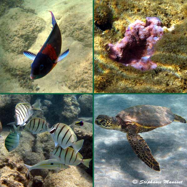 fish and turtle in hawaiian waters
