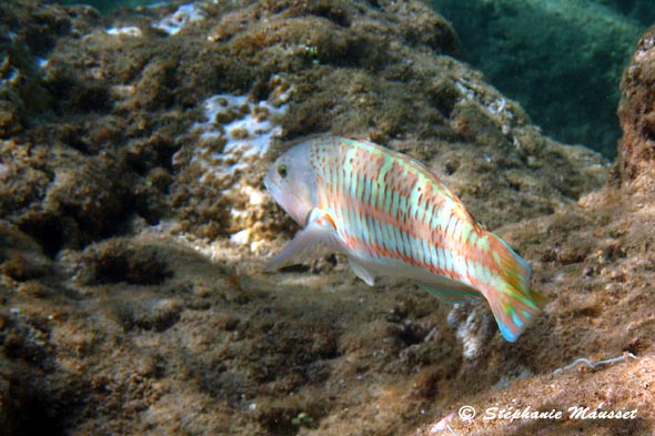 Ornate wrasse fish in hawaiian waters