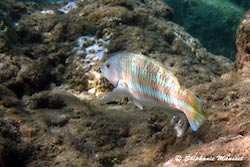 hawaiian fish
