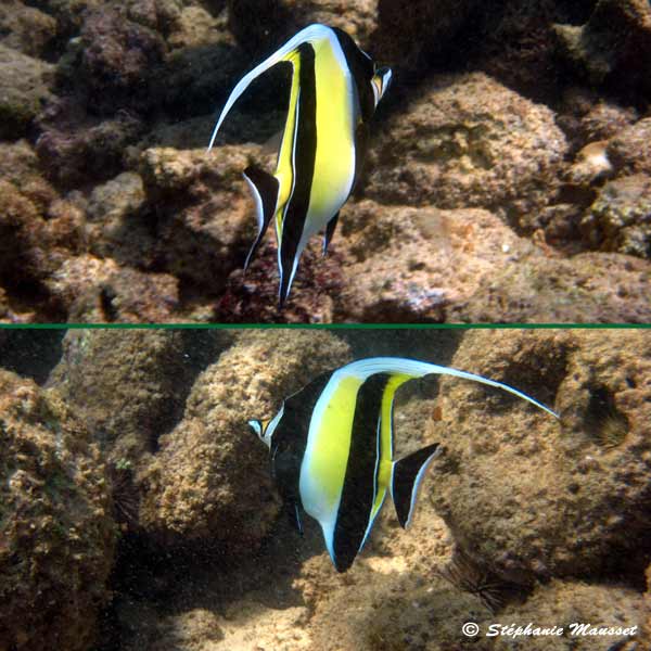 Moorish idol fish in hawaiian waters