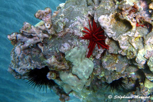 Diadema and pencil urchins in hawaiian waters
