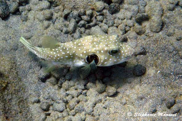 White spotted pufferfish in hawaiian waters
