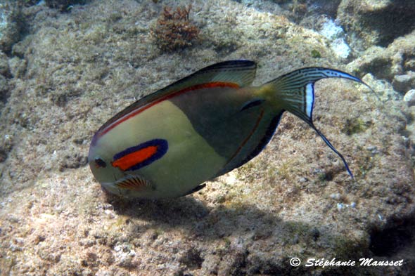 Orangeband surgeonfish in hawaiian waters