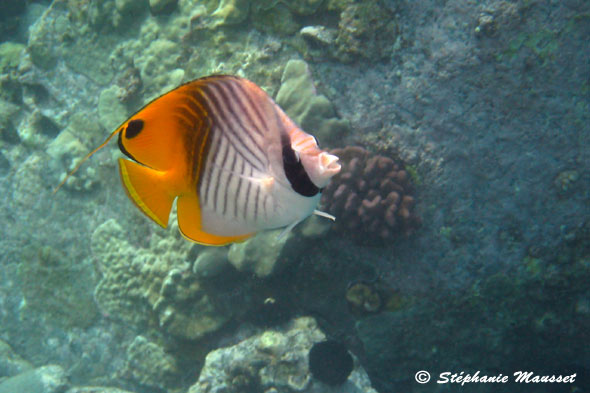 Threadfin butterflyfish in hawaiian waters