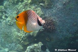 threadfin butterflyfish