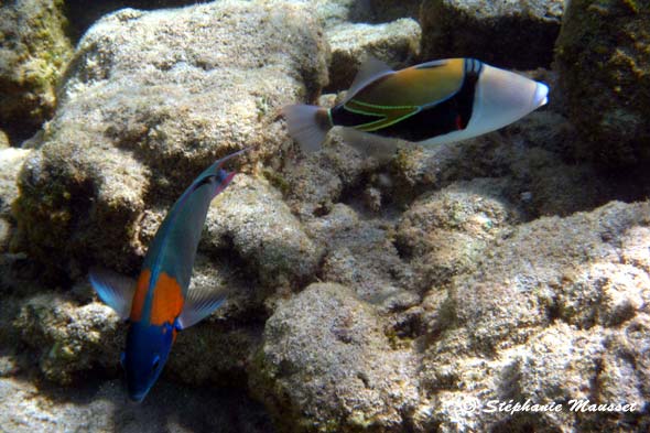 Reef triggerfish and saddle wrasse in hawaiian waters