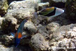 hawaii underwater