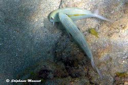 yellowstripe goatfish