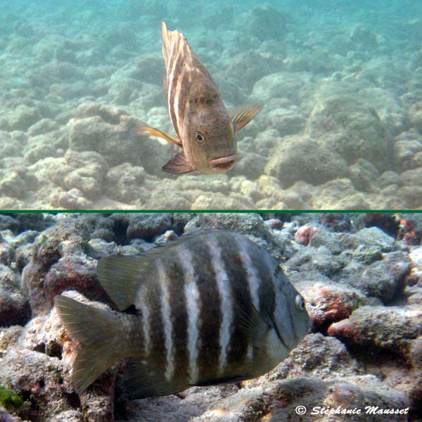 Blackspot sergeant fish in hawaiian waters