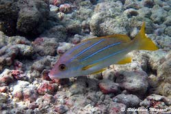 bluestriped snapper