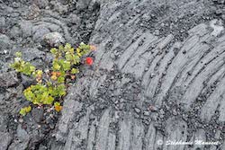 lave volcanique