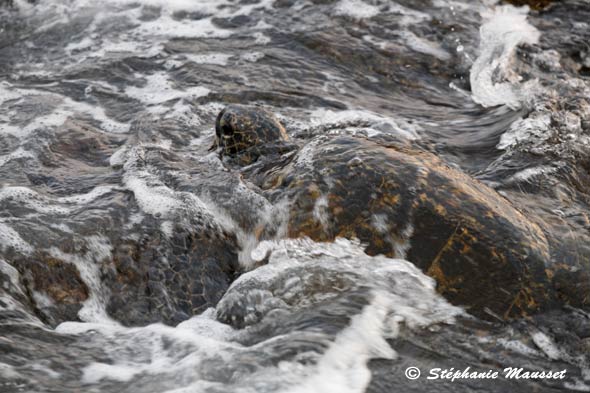 tortue verte dans l'océan