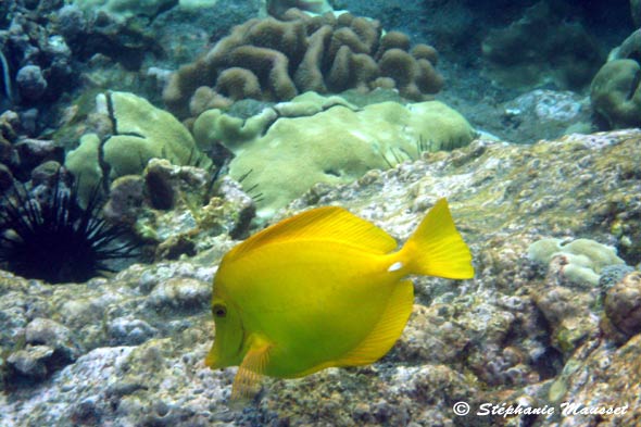 Poisson chirurgien jaune