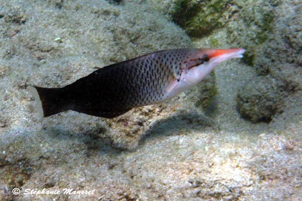 photo sous marine de poisson labre oiseau