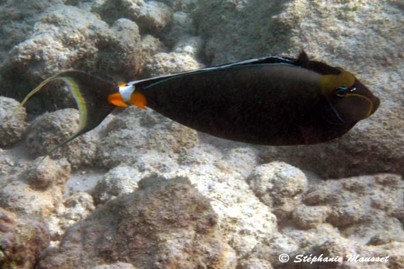 photo sous marine de poisson nason à éperons orange