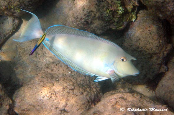 photo sous marine de poisson licorne