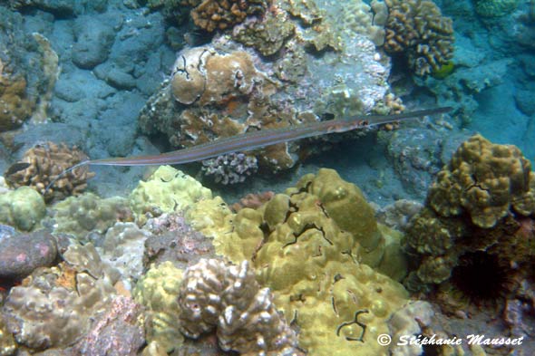 photo sous marine de poisson trompette