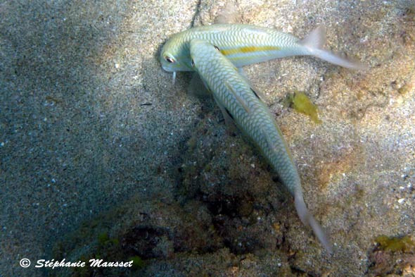 photo sous marine de poisson rouget à bande jaune