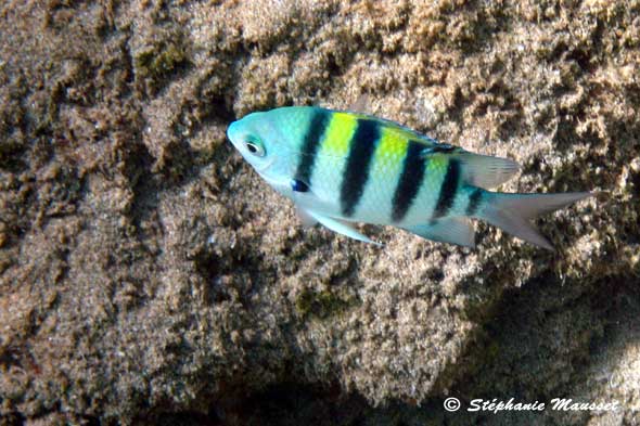 photo sous marine de poisson sergent major