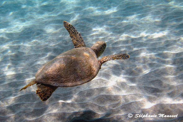 Nager avec une tortue marine à Hawaii