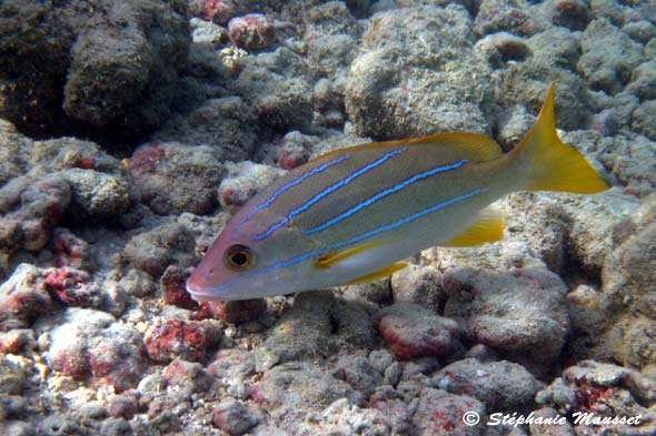 photo sous marine de poisson vivaneau à raies bleue