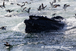 Baleine observée à Cape Cod