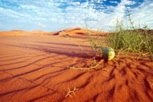 Désert du Namib en Namibie