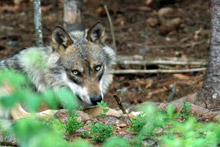 Regard de loup