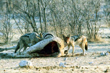 chacals sur une carcasse de zèbre