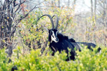 Antilope sable