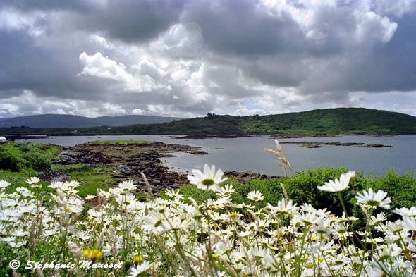 Connemara scenery with flowers