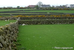 Paysage rural du County Down avec des champs séparés par des murets de pierre