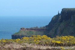 Falaises rocheuses et végétation d'ajoncs sur la Causeway Coast
