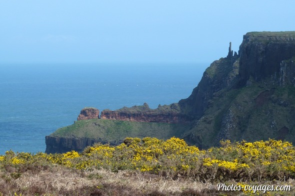 Falaises rocheuses et végétation d'ajoncs sur la Causeway Coast