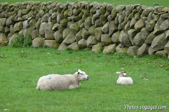 Moutons dans une prairie bordée d'un muret en pierre dans le County Down