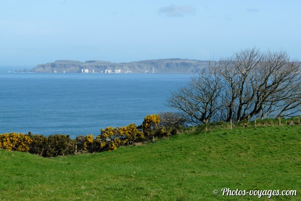 Paysage côtier avec prairie, ajoncs et mer en Irlande du Nord