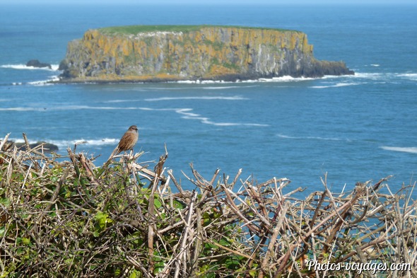 Sheep Island au large de la côte d'Antrim avec un oiseau posé sur la végétation au premier plan