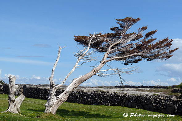 Arbre penché par le vent