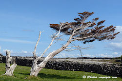 Arbre penché