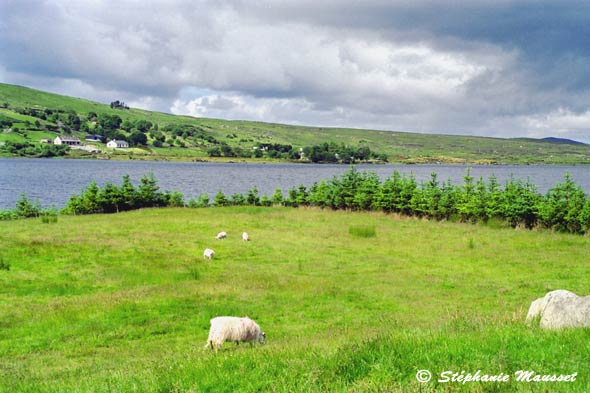 paysage vert du Connemara