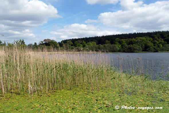 Joncs sur un lac du parc Blarney à Cork