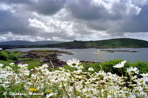 marguerites et paysage du Connemara